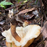 Pleurotus giganteus (Berk.) Karun. & K.D.Hyde